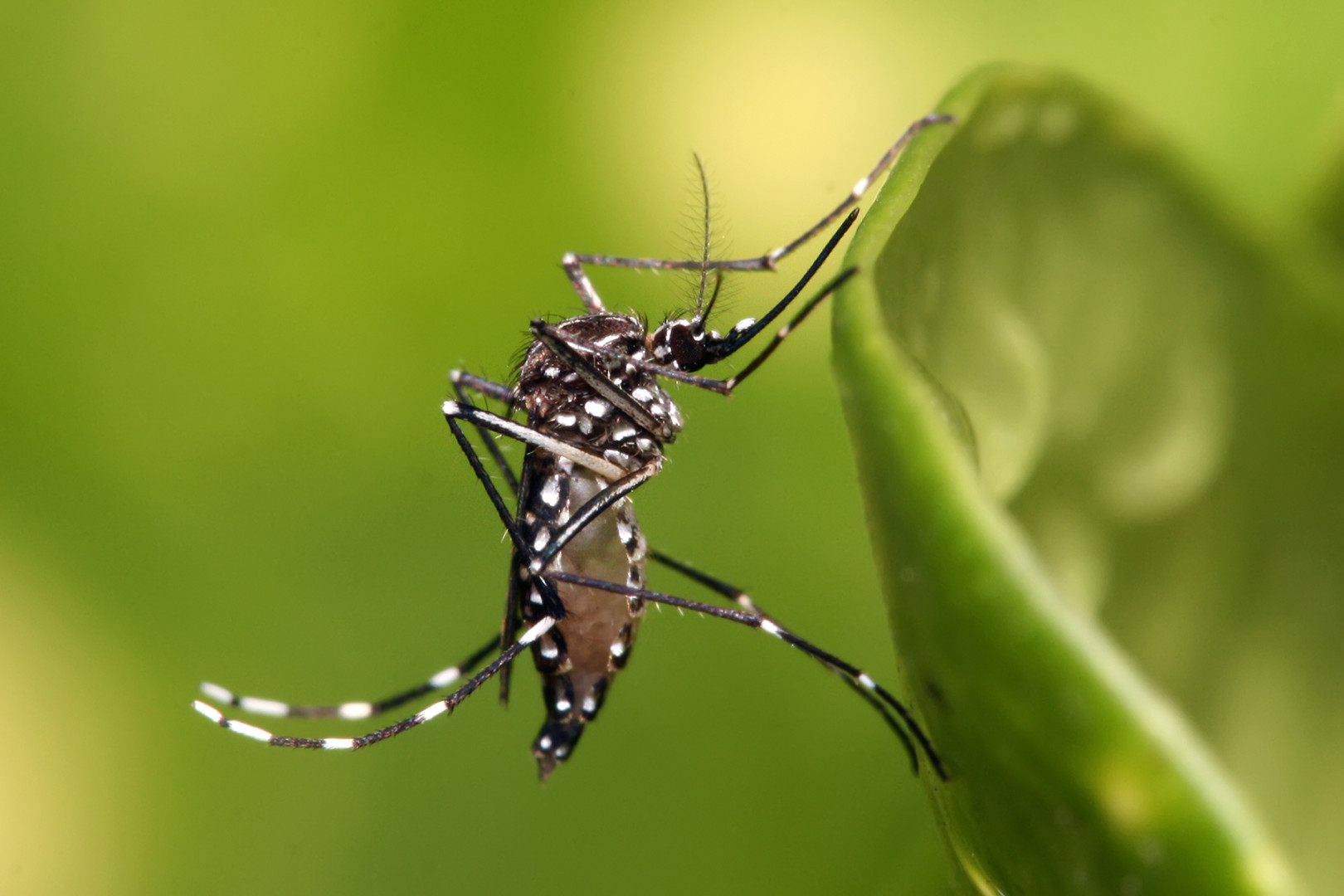 Cuáles son los síntomas del Dengue